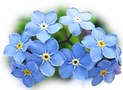 200 Forget Me Not Indigo Blue Flower Seeds Myosotis Sylvatica Beautiful Ground Cover Bedding Perennial from USA