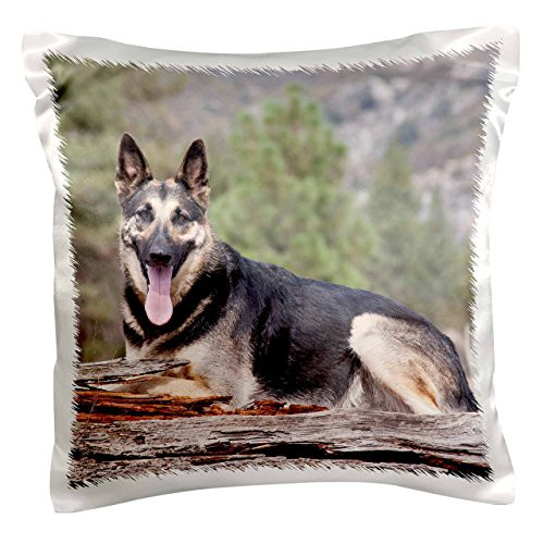 3dRose A German Shepherd dog - NA02 ZMU0185 - Zandria Muench Beraldo - Pillow Case, 16 by 16-inch (pc_140464_1) 3dRose A German Shepherd dog - NA02 ZMU0185 - Zandria Muench Beraldo - Pillow Case, 16 by 16-inch (pc_140464_1)