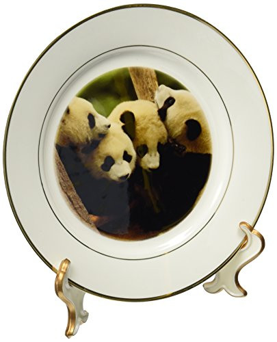 3dRose cp702031 Giant Panda Bears Wolong China Conservation ChinaAS07 POX0365 Pete Oxford Porcelain Plate 8Inch