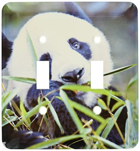 3dRose lsp701462 Bear Panda Reserve Double Toggle Switch