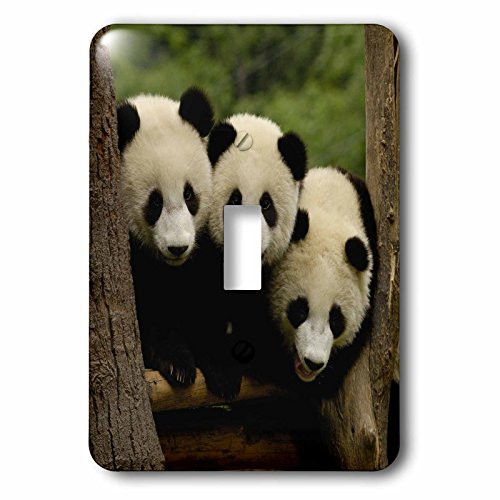 3dRose lsp702091 Giant Panda Bears Wolong Conservation China Single Toggle Switch