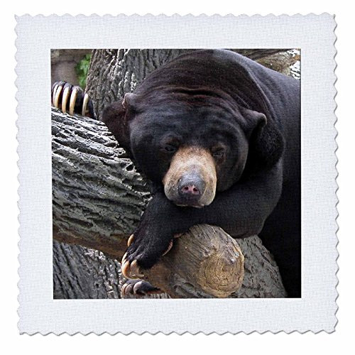 3dRose qs115861 Oh Man What a Day Black Bear Quilt Square 10 by 10Inch