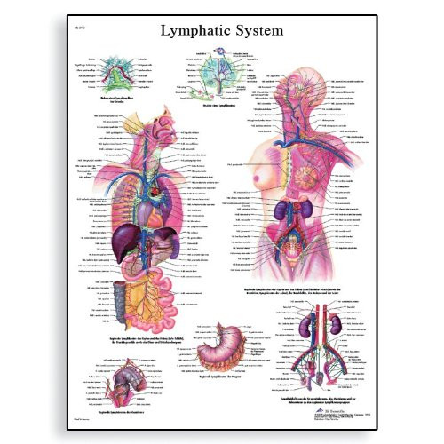 3B Scientific VR1392UU Glossy Paper Lymphatic System Anatomical Chart, Poster Size 20" Width x 26" Height 3B Scientific VR1392UU Glossy Paper Lymphatic System Anatomical Chart, Poster Size 20" Width x 26" Height