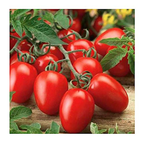 Organic Roma Tomato Seeds 300 Premium Heirloom Seeds! 1 Selling Tomato Hot Pick  ON SALE! Islas Garden Seeds Non Gmo Organic 85 Germination Highest Quality Seeds 100 Pure