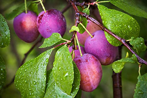 DIY Paint by Numbers Canvas Oil Painting Kit for Kids  Adults 16 x 20 Drawing Paintwork with Paintbrushes Acrylic Pigment  Blooming Plums