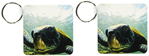 3dRose Pacific Green or Black Sea Turtle feeding on algae Punta Cormorant Floreana Island - Key Chains, 2.25 x 2.25 inches, set of 2 (kc_10115_1)
