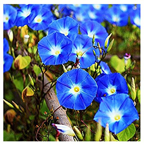 250 Heavenly Blue Morning Blooming Vine Seeds  Wonderful Heirloom Climbing Vine 250 Heavenly Blue Morning Blooming Vine Seeds  Wonderful Heirloom Climbing Vine