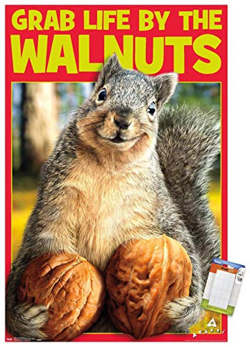 Trends International Poster Mount Avanti  Squirrel  Grab Life by The Walnuts 14725 x 22375 Premium Poster  Mount Bundle