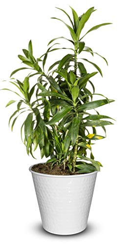 Monarch Abode 19044 Classic White Hand Hammered Garden Pot Planter