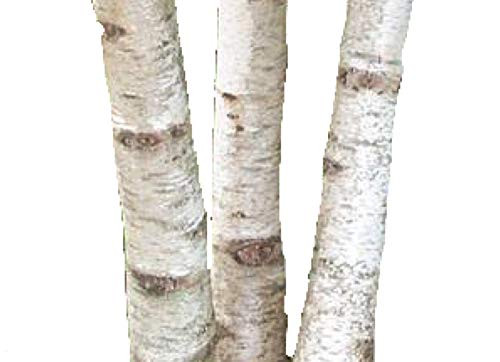 Homegrown Packet Birch Seeds Tree Seeds Japanese White Birch Tree Japonica 80