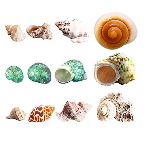 Luckybaby Hermit Crab Shells Growth Turbo Seashell Natural Sea Conch