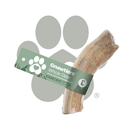 Gnawtlers Premium Deer Antlers for Dogs Naturally Shed Deer Antlers All Natural Deer Antler Dog Chew Specially Selected from The Heartland Regions 6 7 Deer Antler Large Gnawtlers Premium Deer Antlers for Dogs Naturally Shed Deer Antlers All Natural Deer Antler Dog Chew Specially Selected from The Heartland Regions 6 7 Deer Antler Large
