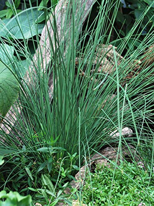 Perennial Farm Marketplace Juncus inflexus Blue Arrows Rush Ornamental Grass Size#1 Container Bluish Green Foliage