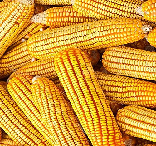 1 LB (1,600+ Seeds) Reid's Yellow Field Corn Seed (OP) open pollinated variety - Non-GMO Seeds By MySeeds.Co (1 LB Reid Yellow Corn) 1 LB (1,600+ Seeds) Reid's Yellow Field Corn Seed (OP) open pollinated variety - Non-GMO Seeds By MySeeds.Co (1 LB Reid Yellow Corn)
