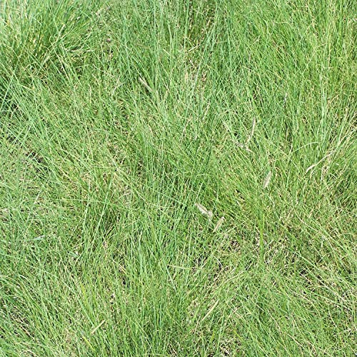 Outsidepride Blue Grama Native Grass Seed for Xeriscape Lawns  Pasture  1 LB