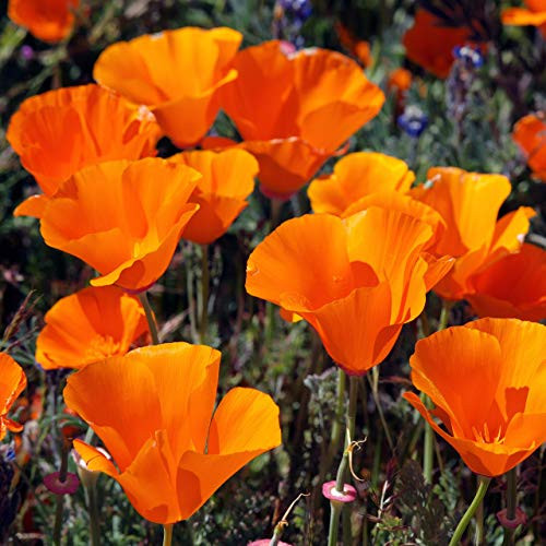 Outsidepride California Poppy Flower Seed  14 LB
