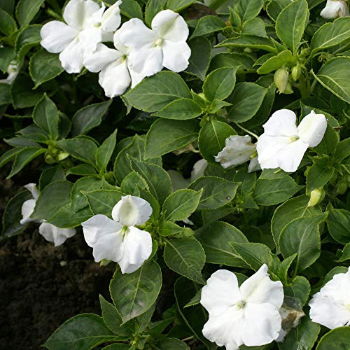 Outsidepride Impatiens Baby White  1000 Seeds