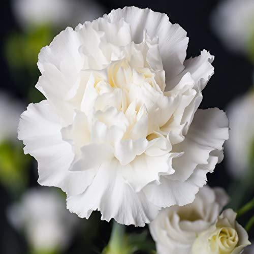 Outsidepride Carnation White  1000 Seeds