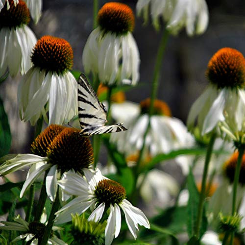 Outsidepride Echinacea White Swan  500 Seeds