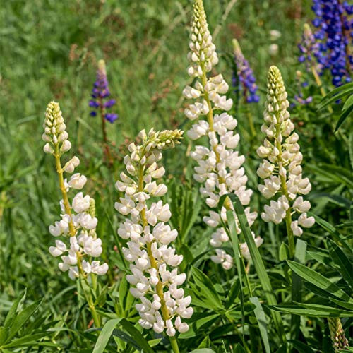 Outsidepride Lupine Noble Maiden  500 Seeds