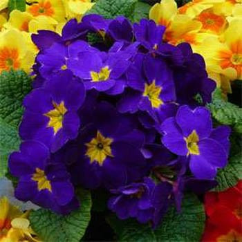 Outsidepride Common Primrose Blue  100 Seeds