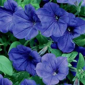 Outsidepride Petunia Grandiflora Blue  250 Seeds