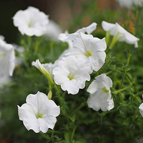Outsidepride Petunia Grandiflora White  250 Seeds