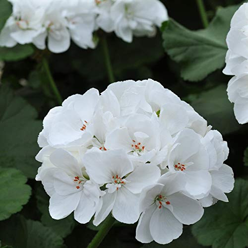 Outsidepride Geranium White  25 Seeds