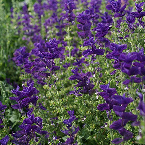 Outsidepride Salvia Blue Monday  1000 Seeds