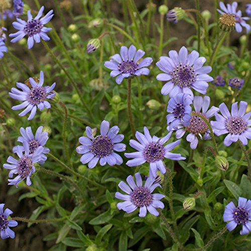 Outsidepride Blue Daisy Flower Seeds  1000 Seeds