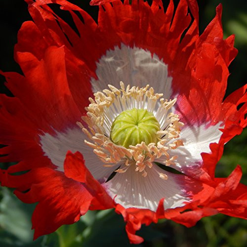 Outsidepride Poppy Danish Flag Flower Seeds  5000 Seeds