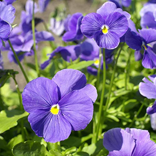 Outsidepride Light Blue Pansy  1000 Seeds