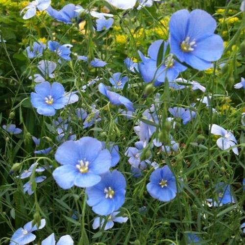 Outsidepride Flax Sky Blue  1000 Seeds