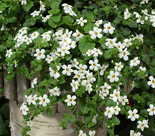 Outsidepride Bacopa Snowtopia White Sutera cordata Flower Seed  20 Seeds