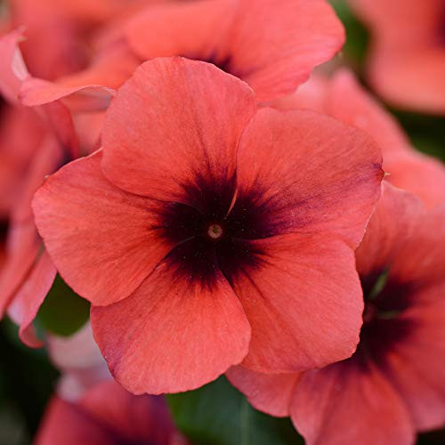 Outsidepride Vinca Tattoo Papaya Flower Seed  50 Seeds