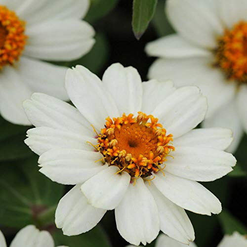 Outsidepride Zinnia Zahara XL White Flower Seed  50 Seeds