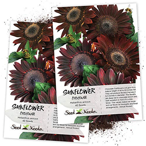 Seed Needs Chocolate Sunflower Helianthus annuus Twin Pack of 40 Seeds Each