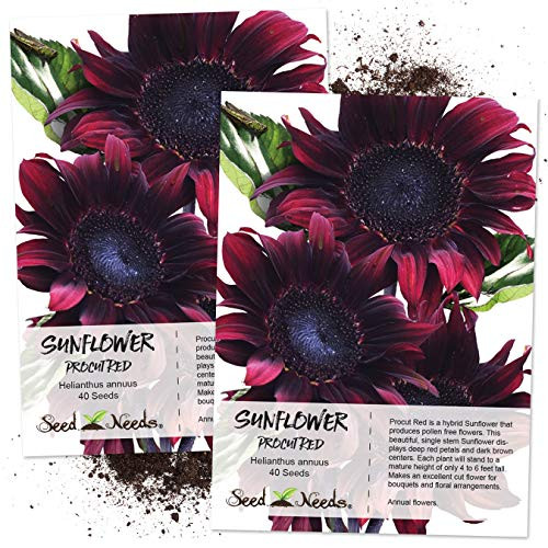 Seed Needs Procut Red Sunflower Helianthus annuus Twin Pack 40 Seeds Each