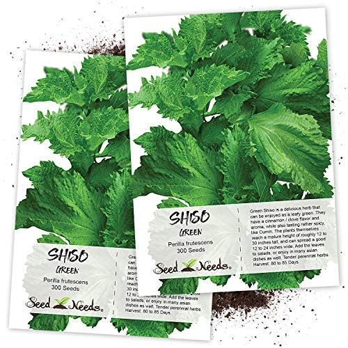 Seed Needs Green Shiso Perilla frutescens Twin Pack of 300 Seeds Each NonGMO