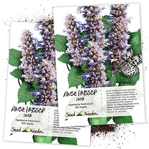 Seed Needs Anise Hyssop Agastache foeniculum Twin Pack of 500 Seeds Each NonGMO Seed Needs Anise Hyssop Agastache foeniculum Twin Pack of 500 Seeds Each NonGMO