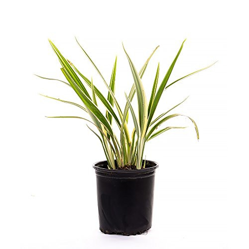 AMERICAN PLANT EXCHANGE Variegated Flax Lily Live Plant 6 Pot IndoorOutdoor Air Purifier