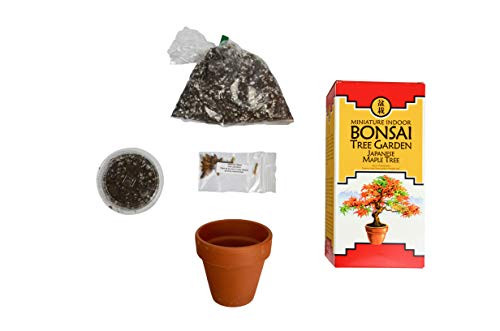 Bonsai Tree Garden Kit  DIY grow kit with Japanese Maple Tree Seeds Complete Bonsai Gardening Set  Includes Care Guide Bonsai Tree Seeds Compost Soil TerrCotta Planting Pot Bonsai Tree Garden Kit  DIY grow kit with Japanese Maple Tree Seeds Complete Bonsai Gardening Set  Includes Care Guide Bonsai Tree Seeds Compost Soil TerrCotta Planting Pot