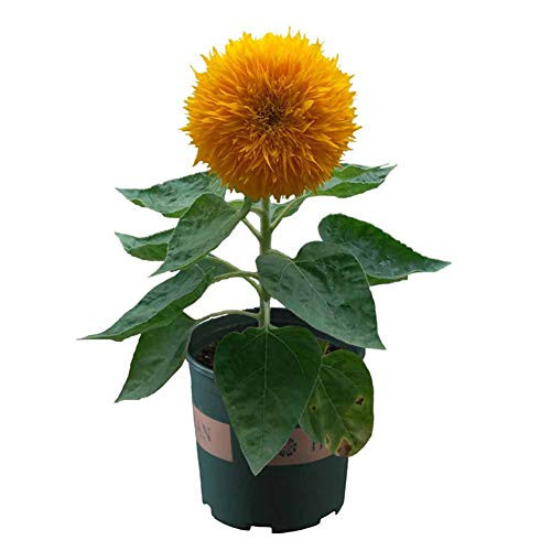 Sunflower Seeds 20Pack Helianthus annus Organic NonGMO Home Garden Sunny Sun Flower Seeds Open Pollinated Seeds for Planting Tall Teddy Sunflower