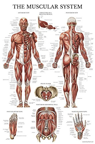 Muscular System Anatomical Poster  Laminated  Muscle Anatomy Chart  Double Sided 18 x 27