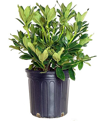 Rhododendron cat Cunninghams White Rhododendron Evergreen white flowers #3  Size Container