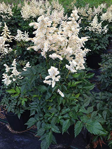 Astilbe japonica Deutschland False Spirea Perennial white flowers #1  Size Container