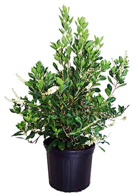 American Beauties Native Plants  Clethra alnifolia Summersweet Shrub white flowers #2  Size Container