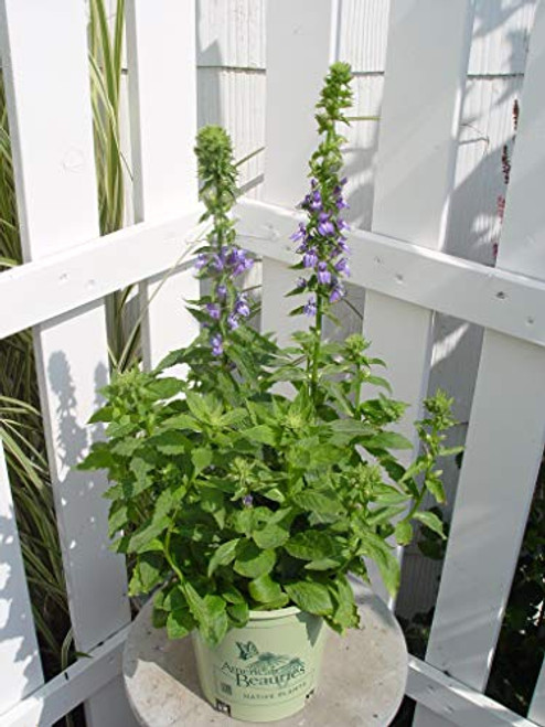 American Beauties Native Plants Lobelia siphilitica Cardinal Flower Perennial blue flowers 1 Size Container American Beauties Native Plants Lobelia siphilitica Cardinal Flower Perennial blue flowers 1 Size Container