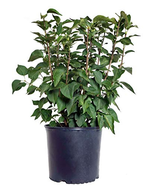 Syringa X hya Angel White Lilac Shrub white flowers #3 Size Container Syringa X hya Angel White Lilac Shrub white flowers #3 Size Container