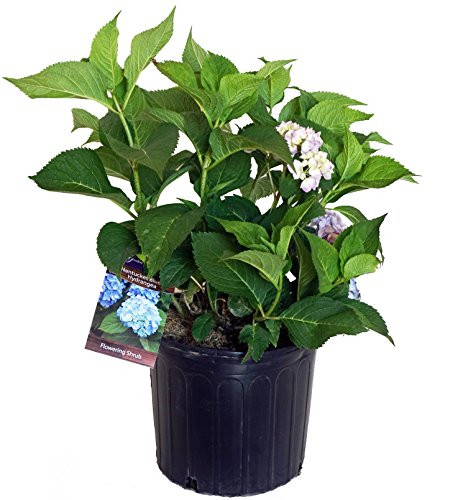 Hydrangea mac Nantucket Blue Reblooming Hydrangea Shrub RB pink or blue #3  Size Container